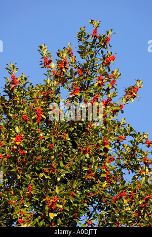 Red Holly bacche contro luminoso limpido cielo blu Foto Stock