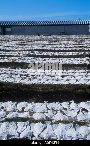 Pesce appassimento sui graticci al sole, Aveiro, Portogallo Foto Stock