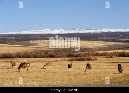 Mule Deer in campo Malheur National Wildlife Refuge con Steens Mountain nella distanza southeastern Oregon Foto Stock