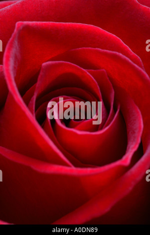 Red Rose in stretta fino Rosa passione Foto Stock