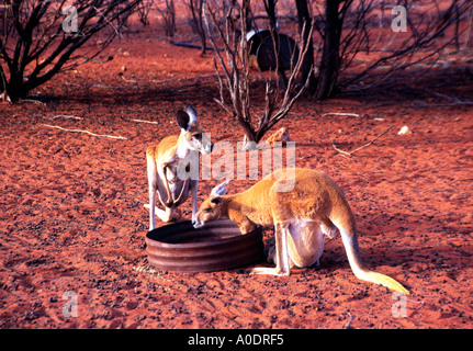 Captive canguri alimentare a re s Creek Station Territorio del Nord Australia Foto Stock