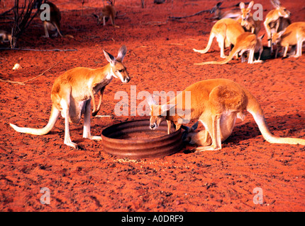 Captive canguri alimentare a re s Creek Station Territorio del Nord Australia Foto Stock