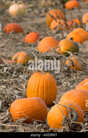 Una zucca patch in Fruitland Idaho Foto Stock