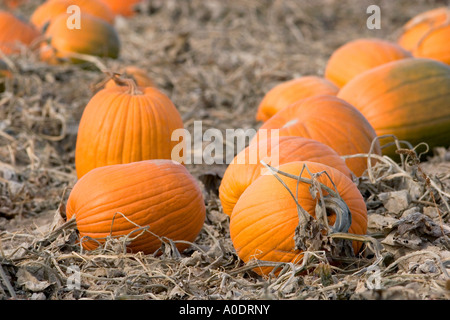 Una zucca patch in Fruitland Idaho Foto Stock