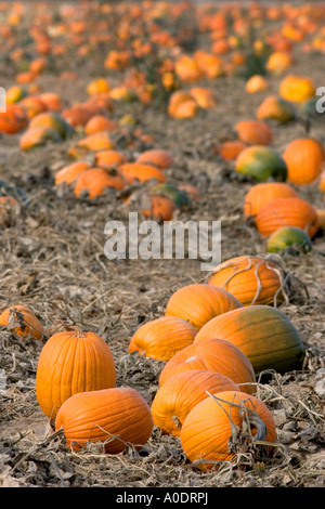 Una zucca patch in Fruitland Idaho Foto Stock