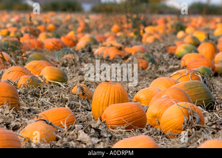 Una zucca patch in Fruitland Idaho Foto Stock