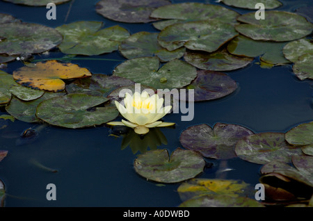 Acqua lilly in un stagno giallo Foto Stock