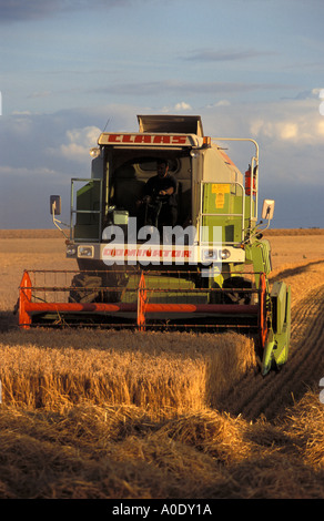 Mietitrebbia al lavoro in un campo nei pressi di Bastwick Norfolk Inghilterra Foto Stock