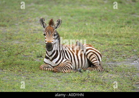 Burchells Zebra Equus burchelli puledro giacente a terra con un Oxpecker sulla sua schiena sul Serengei East Africa Tanzania Foto Stock