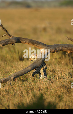 African Leopard Panthera pardus giocando sul tronco di albero sul Serengeti in Tanzania Africa orientale Foto Stock