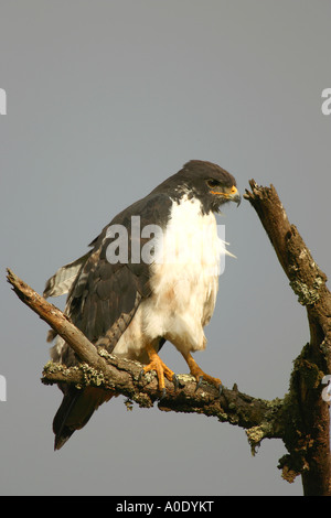 Promettono Poiana Buteo augure appollaiato su un albero con un cielo blu chiaro nel cratere di Ngorongoro Tanzania Africa orientale Foto Stock