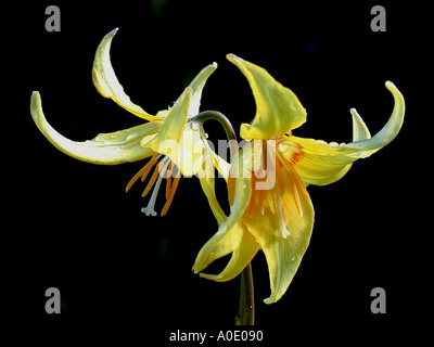 Pagoda Erythronium fiori Foto Stock