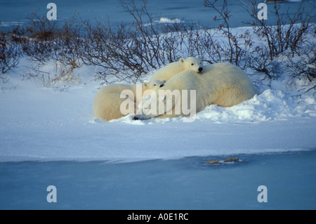 Wapusk Parco Nazionale della Baia di Hudson Cape Churchill Manitoba Canada America del Nord a nord del Circolo Polare Artico madre e due baby cubs orsi polari Foto Stock