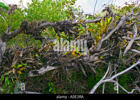 Orchidee piante in cluster su rami di alberi in Curaçao Antille olandesi come si trova nel Parco nazionale di Christoffel Foto Stock