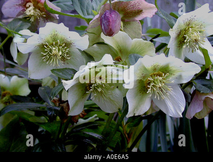 Helleborus orientalis bianco rosa blush fiori Foto Stock