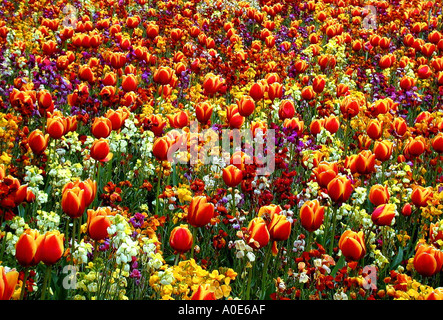 Molla di variopinte aiuole biancheria da letto giardino Foto Stock