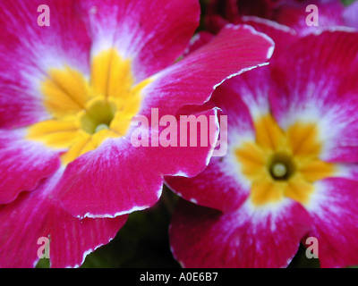 Coppia di vivida cerise primrose fiori Foto Stock