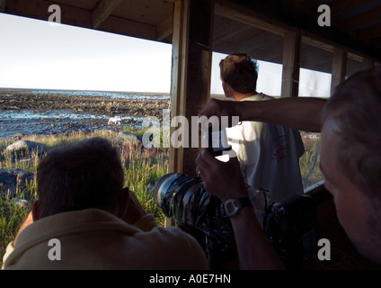 Orso polare Ursus maritimus Ecotourists guardando orso polare Foto Stock