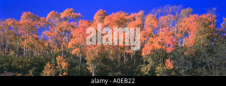 Vista panoramica di boschetto di alberi di Aspen con la caduta delle foglie Grand Mesa Foresta Nazionale di Colorado Foto Stock