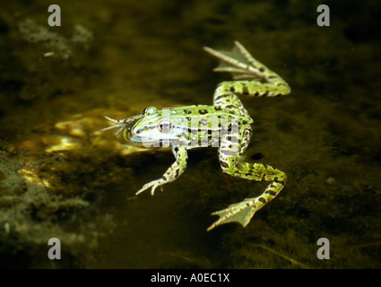 Piscina (Rana Rana lessonae) Foto Stock