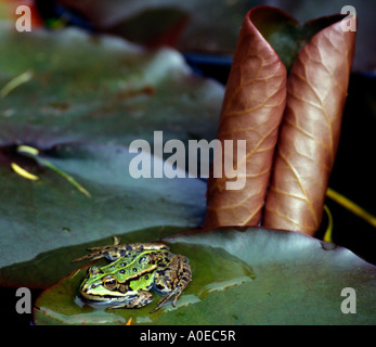 Rana in appoggio su un acqua-lily leaf Foto Stock