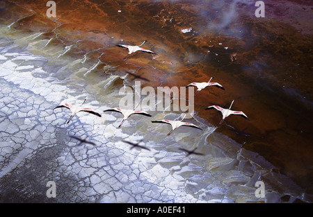 Fenicotteri volare oltre i margini del lago di soda Lake Magadi in Kenya Foto Stock