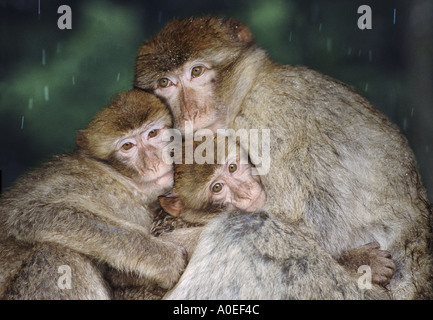 Barberia scimmia macaco rhesus famiglia huddling insieme Foto Stock