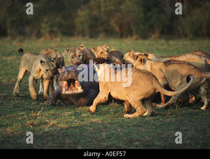 I Lions che attacca un ippopotamo Masai Mara Kenya Foto Stock