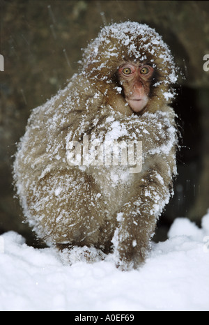 Snow monkey nella neve Jigokudani Parco Nazionale del Giappone Foto Stock