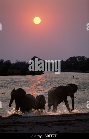Gli elefanti e canoa al tramonto sul fiume Chobe Botswana Foto Stock