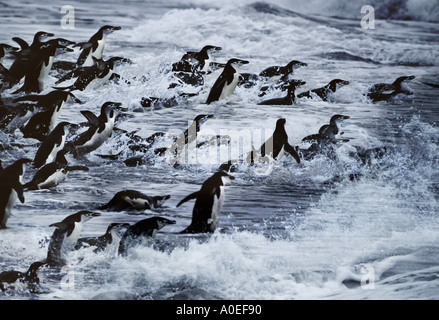 Pinguini Chinstrap in mari tempestosi, Hannah punto Antartide Foto Stock