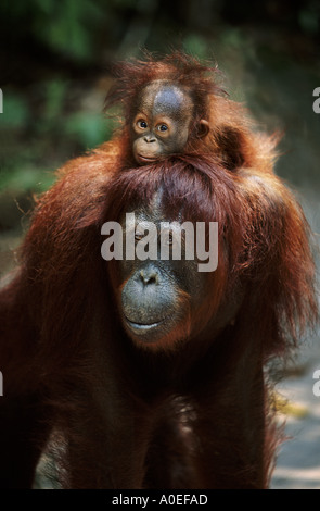 La madre e il bambino orangutan Borneo Foto Stock