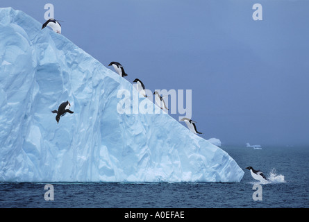 Adelie pinguini su iceberg Antartide Foto Stock