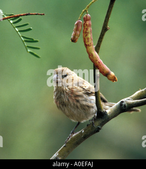 Casa femmina Finch Carpodacus mexicanus - Portale Arizona USA Foto Stock