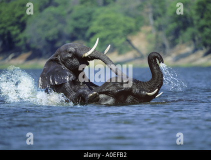 Gli elefanti la balneazione nel fiume Chobe nord del Botswana Foto Stock