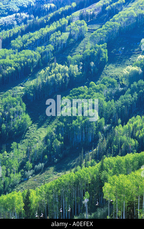 Il verde delle foglie degli alberi di Aspen e piste da sci a inizio estate Steamboat Springs CO USA Foto Stock