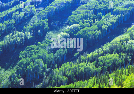 Il verde delle foglie degli alberi di Aspen e piste da sci a inizio estate Steamboat Springs CO USA Foto Stock