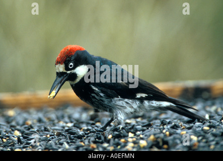 Acorn Woodpecker con sementi Melanerpes formicivorus Foto Stock