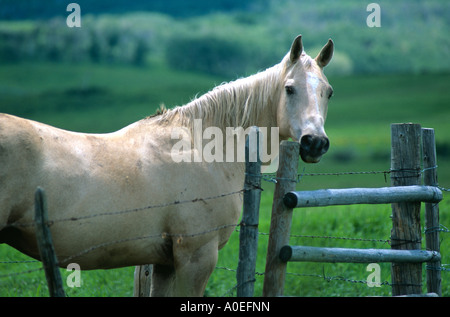 White Horse guardando oltre il recinto di filo spinato Routt County Colorado USA Foto Stock