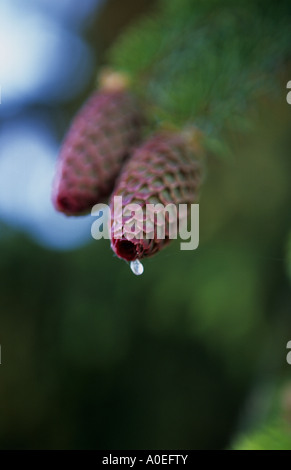 Due coni fir in close-up Foto Stock