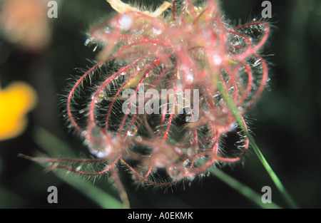 Close-up di Alpine Avens Geum montanum semi Foto Stock