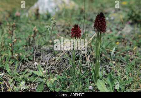 Close up di Black Vanilla Orchid Nigritella nigra fiori Alpi della Svizzera Foto Stock