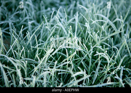 Frosty erba prima cosa su un inverno mattina Foto Stock