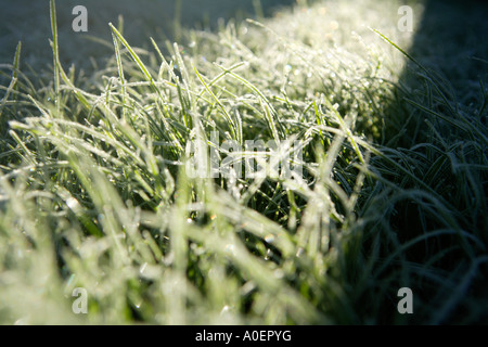 Frosty erba prima cosa su un inverno mattina Foto Stock