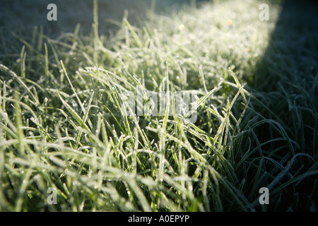 Frosty erba presto su un inverno mattina Foto Stock