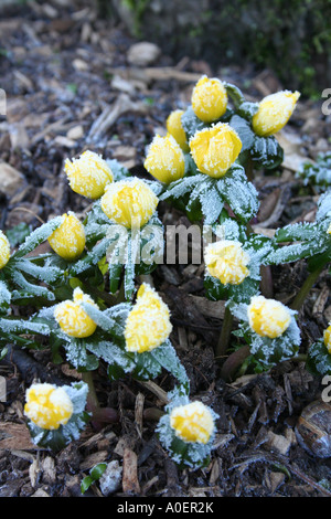 La brina su Eranthis (inverno) aconitum Foto Stock