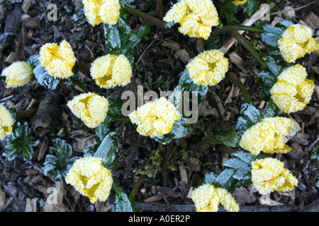 La brina su Eranthis (inverno) aconitum Foto Stock