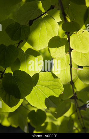 Katsura tree Cercidiphyllum japonicum un albero a foglie decidue dal Giappone a Seattle nello stato di Washington STATI UNITI D'AMERICA Foto Stock