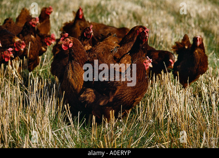 La Rhode Island red FREE RANGE GALLINE NEL CAMPO DELLE STOPPIE UK Europa Foto Stock