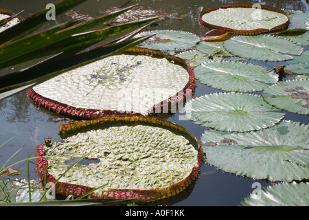 Nymphae sp. impianti idrici, Giardino Botanico, Rio de Janeiro, Brasile Foto Stock